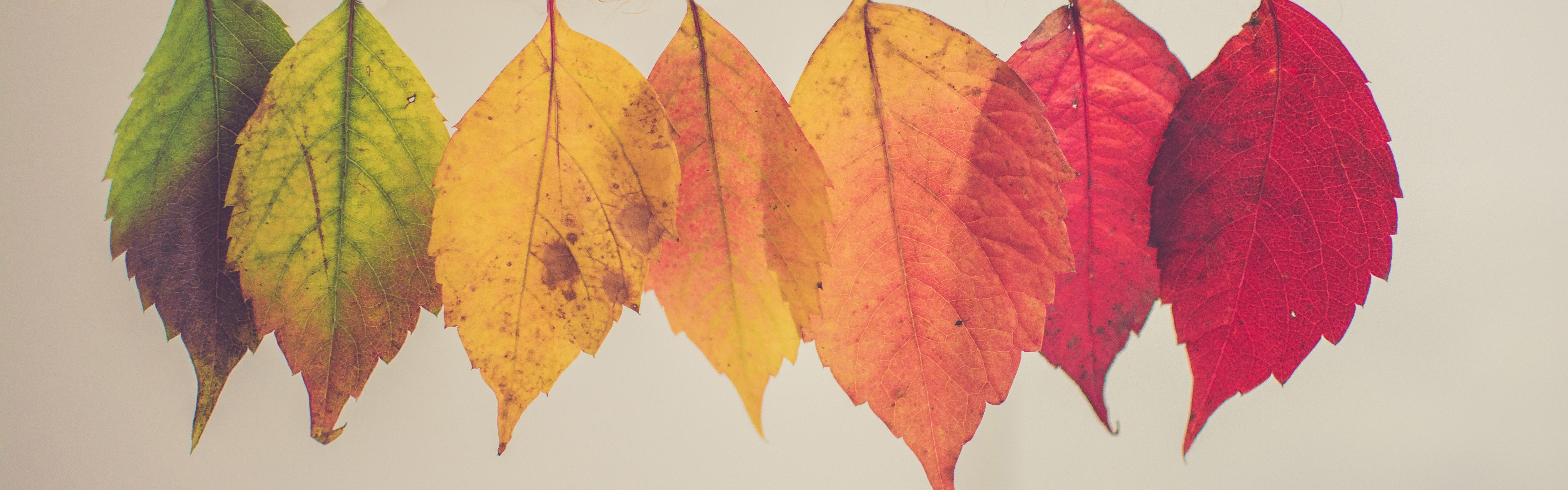 Leaves hanging from washing line in green, yellow, orange, and red